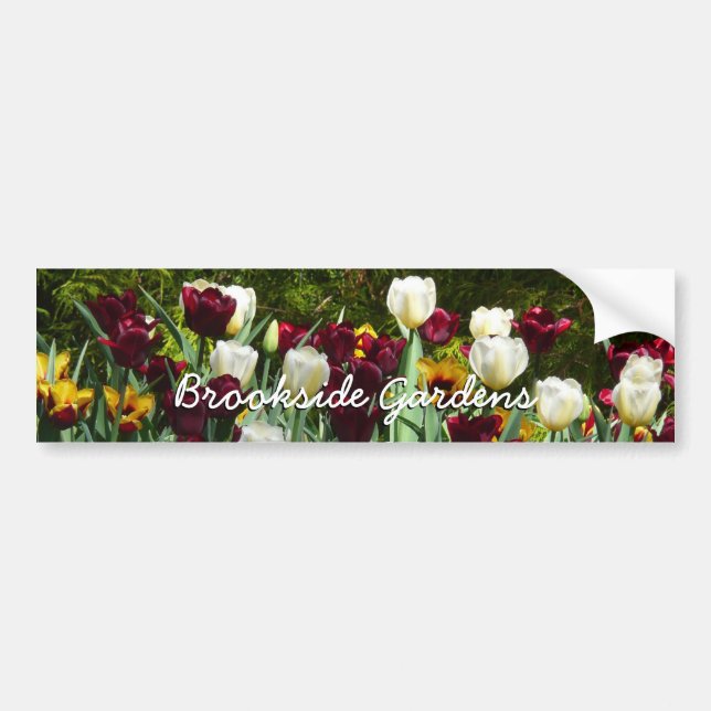 Maroon and Yellow Tulips Colourful Floral Bumper Sticker (Front)