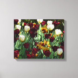 Maroon and Yellow Tulips Colourful Floral Canvas Print