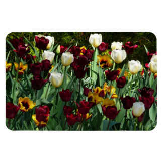 Maroon and Yellow Tulips Colourful Floral Magnet