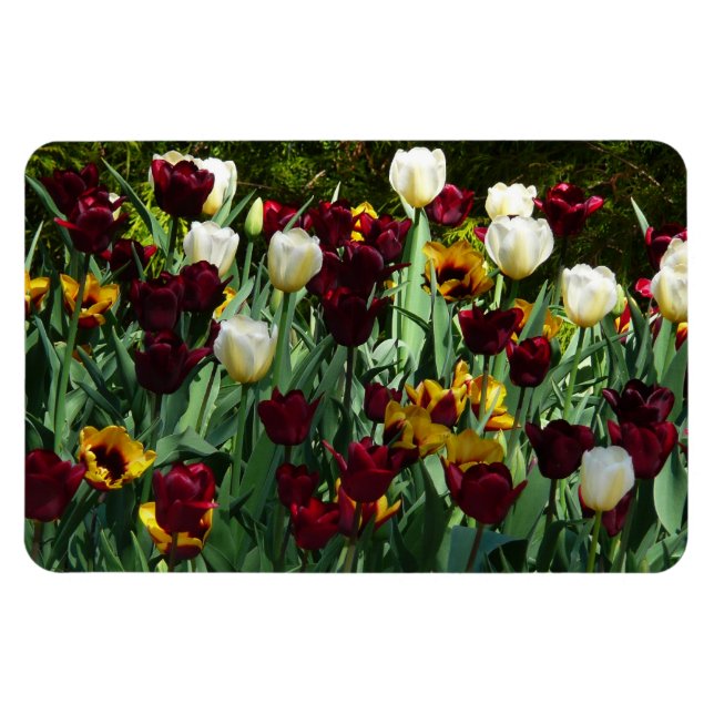 Maroon and Yellow Tulips Colourful Floral Magnet (Horizontal)