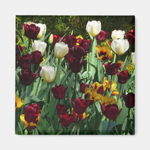 Maroon and Yellow Tulips Colourful Floral Magnet