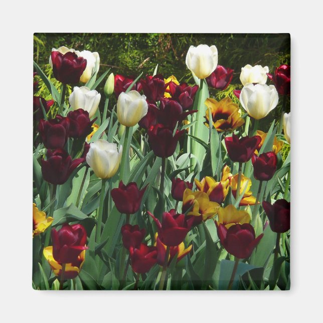 Maroon and Yellow Tulips Colourful Floral Magnet (Front)