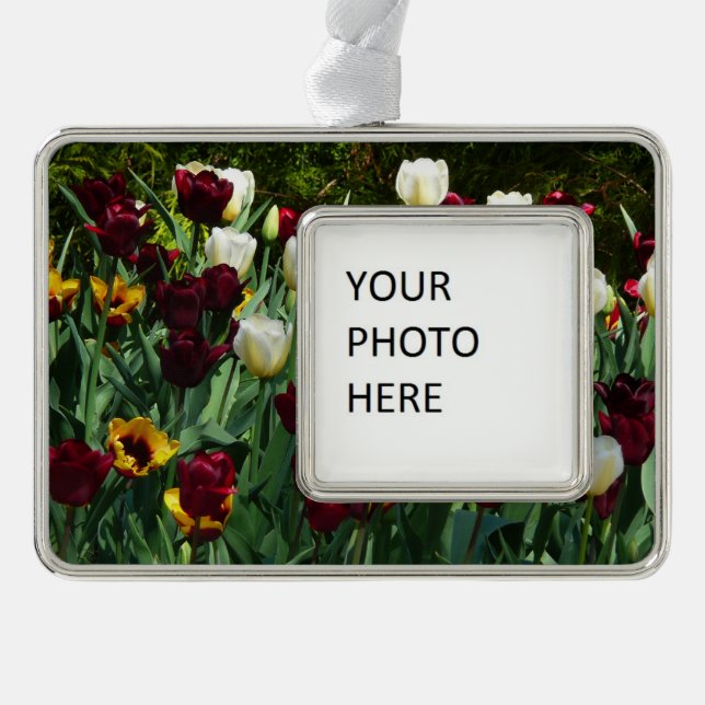Maroon and Yellow Tulips Colourful Floral Silver Plated Framed Ornament (Front)