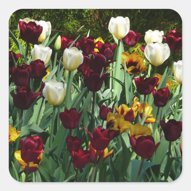 Maroon and Yellow Tulips Colourful Floral Square Sticker (Front)