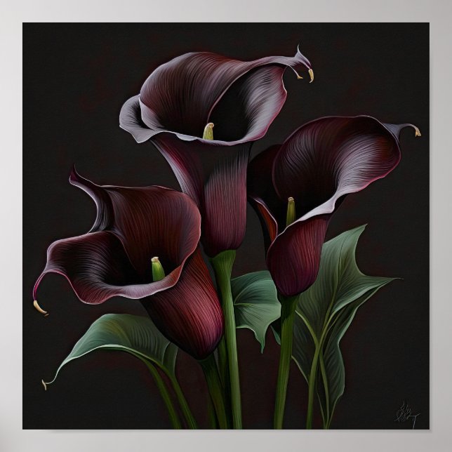 Maroon Calla Lilies Lily Flower Art Print Poster (Front)