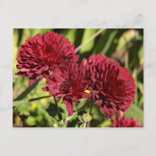 Maroon Chrysanthemums Postcard
