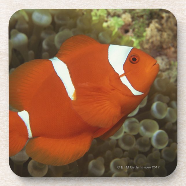 Maroon clownfish with sea anemone coaster (Front)