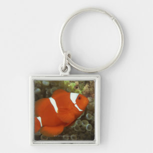Maroon clownfish with sea anemone key ring
