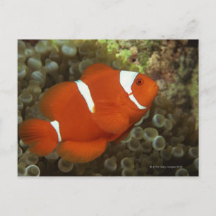 Maroon clownfish with sea anemone postcard