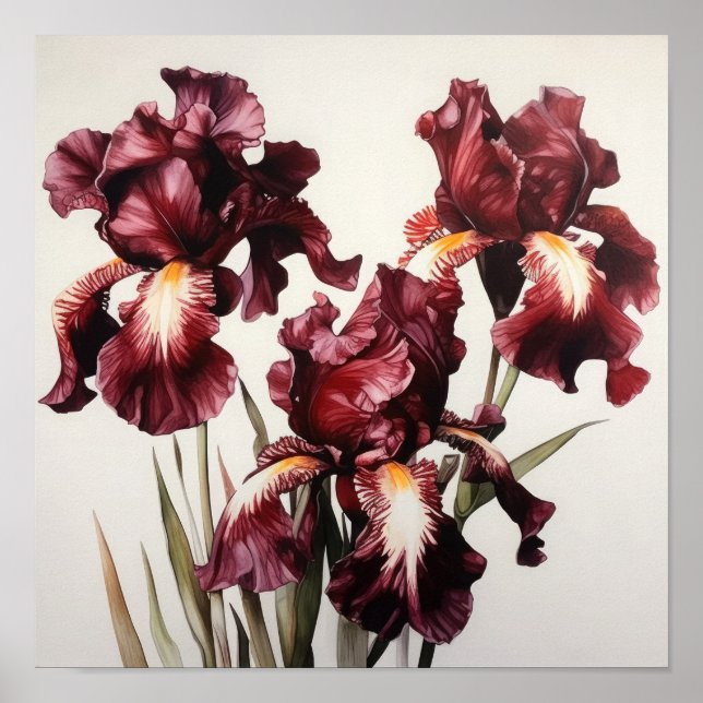 Maroon Irises Flower Art Print Poster (Front)