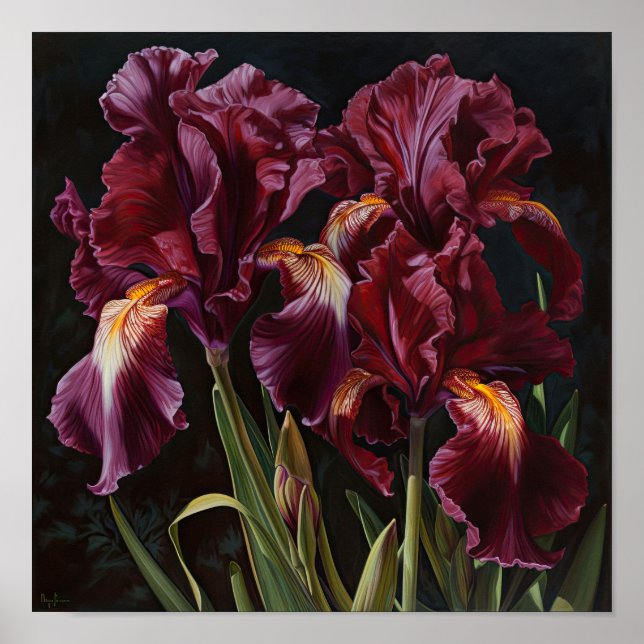 Maroon Irises Flower Art Print Poster (Front)