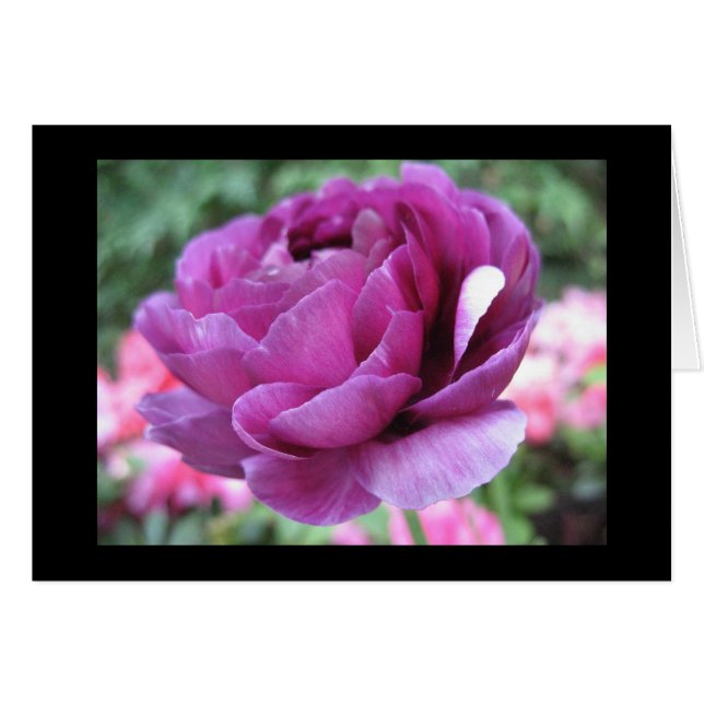 Maroon Madness (Front Horizontal)