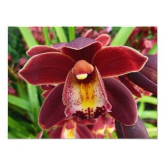 Maroon Orchids I Beautiful Red Floral Photo Print