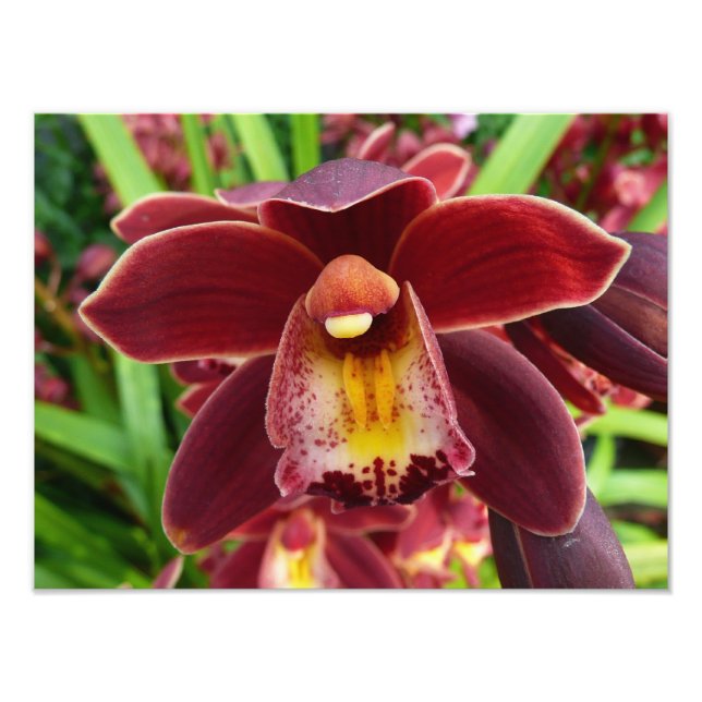 Maroon Orchids I Beautiful Red Floral Photo Print (Front)