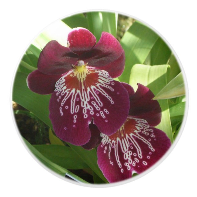 Maroon Orchids II Elegant Floral Ceramic Knob (Front)