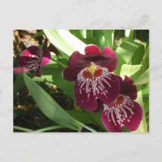 Maroon Orchids II Elegant Floral Postcard