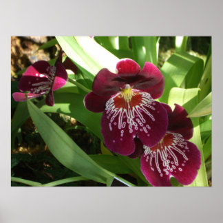 Maroon Orchids II Elegant Floral Poster