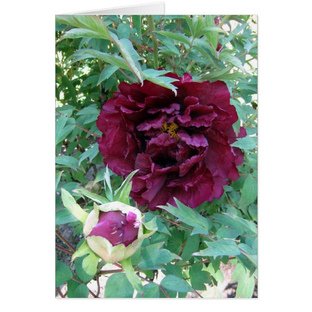 Maroon Peonies (Front)
