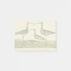 Marsh Bird Curlew Snipe Birding Post-it Notes