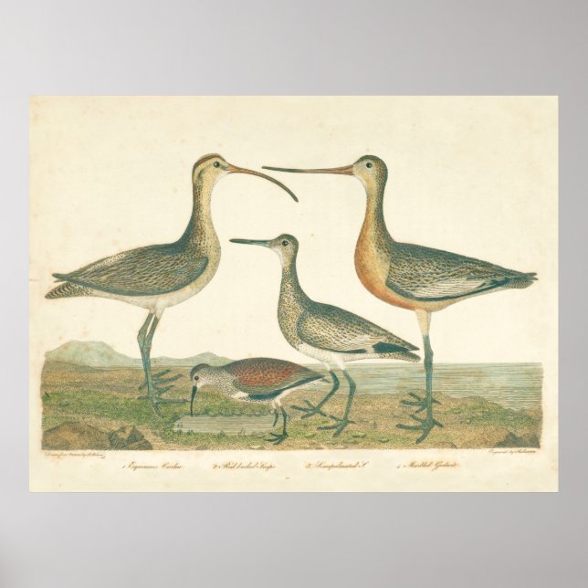 Marsh Bird Curlew Snipe Birding Poster (Front)