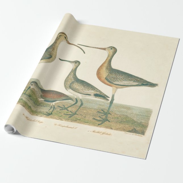 Marsh Bird Curlew Snipe Birding Wrapping Paper (Unrolled)