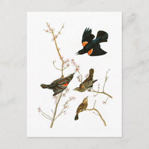 Marsh Blackbird John Audubon Birds of America Postcard