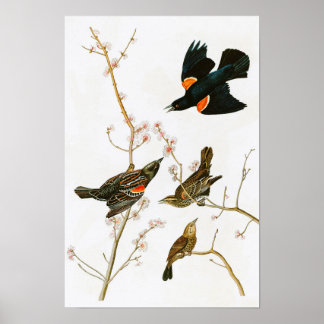 Marsh Blackbird John Audubon Birds of America Poster