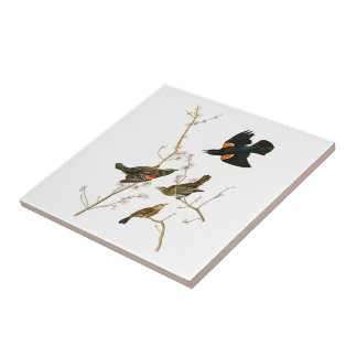 Marsh Blackbird John Audubon Birds of America Tile