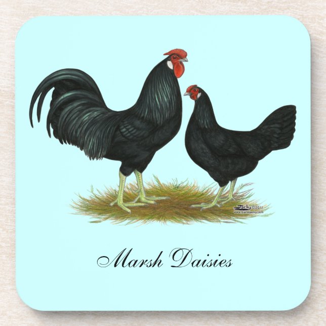 Marsh Daisy Chickens Coaster (Front)