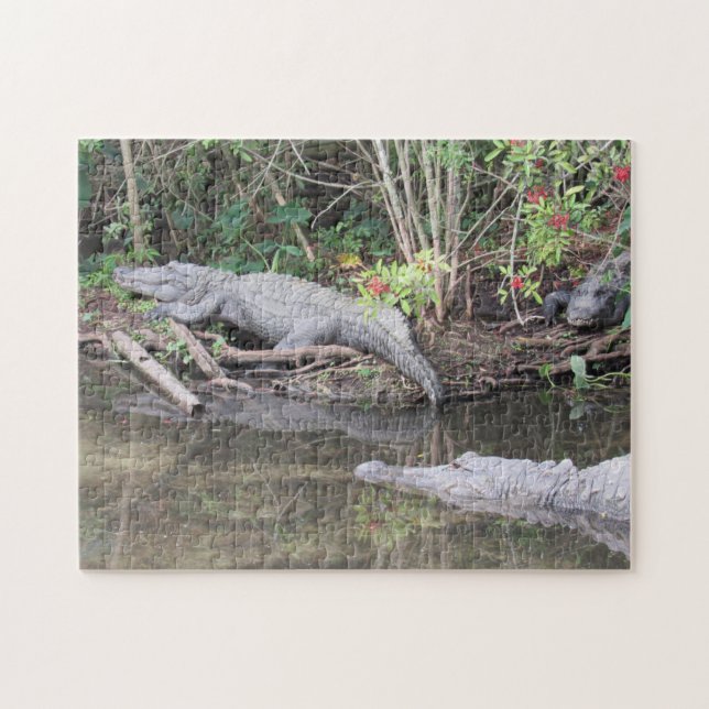 Marsh Gators - American Alligator Jigsaw Puzzle (Horizontal)