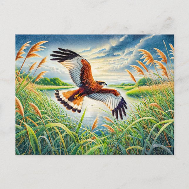 Marsh Harrier over Lake Reedbeds Holiday Postcard (Front)