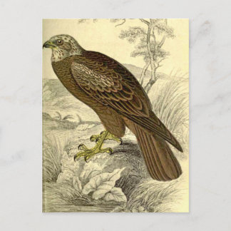 Marsh Harrier: Vintage Jardine's print postcard