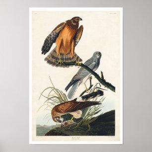 Marsh Hawk by Audubon Poster