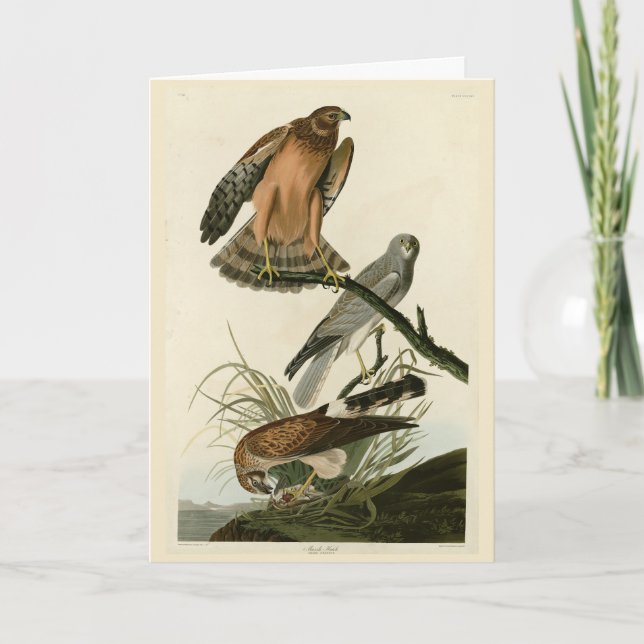 Marsh Hawk from Audubon's Birds of America Card (Front)