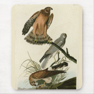 Marsh Hawk from Audubon's Birds of America Mouse Pad