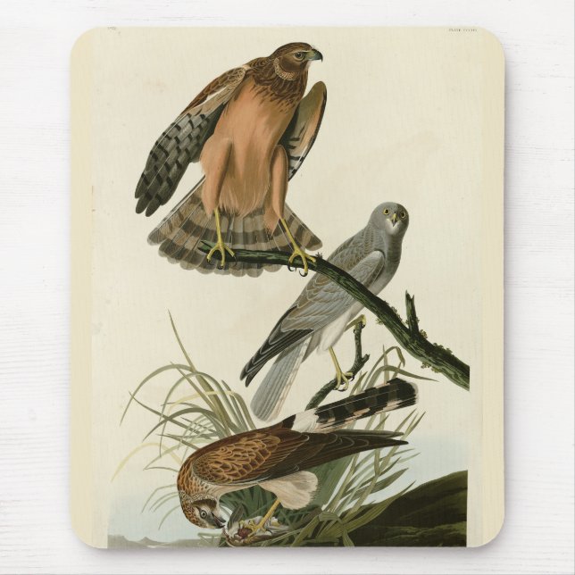 Marsh Hawk from Audubon's Birds of America Mouse Pad (Front)