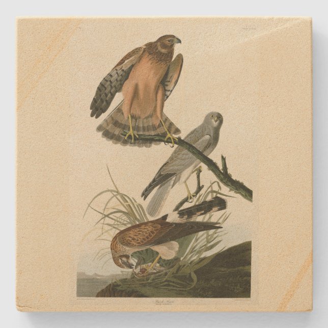 Marsh Hawk from Audubon's Birds of America Stone Coaster (Front)