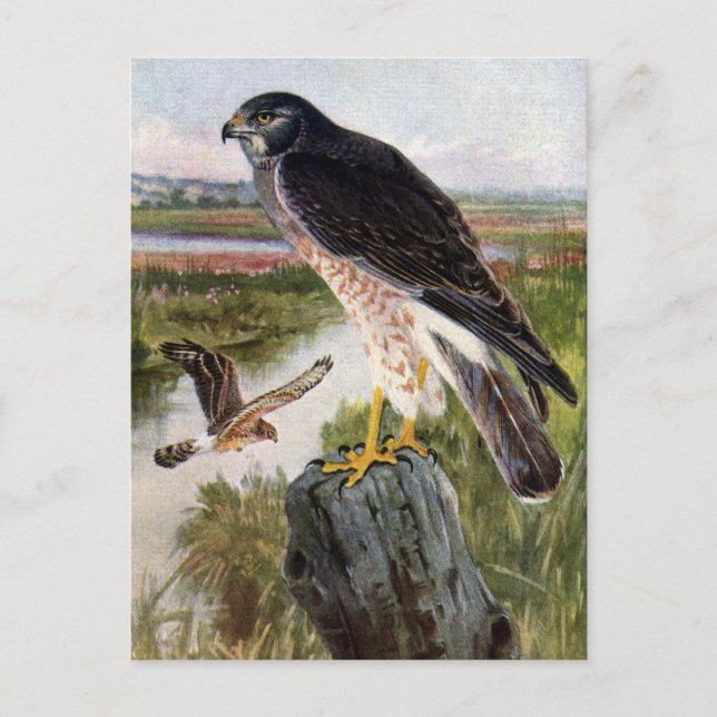 Marsh Hawk Postcard (Front)