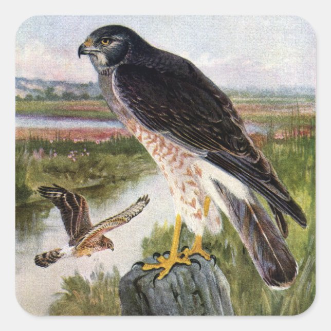 Marsh Hawk Square Sticker (Front)