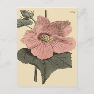 Marsh Hibiscus Botanical Illustration Postcard