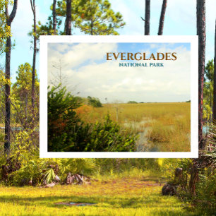Marsh in Everglades National Park, Florida Postcard