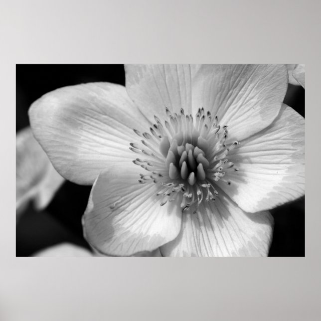 Marsh Marigold Poster (Front)