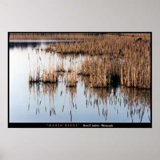 Marsh Reeds Poster