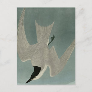 Marsh Tern Postcard