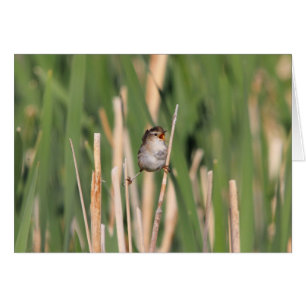 Marsh Wren