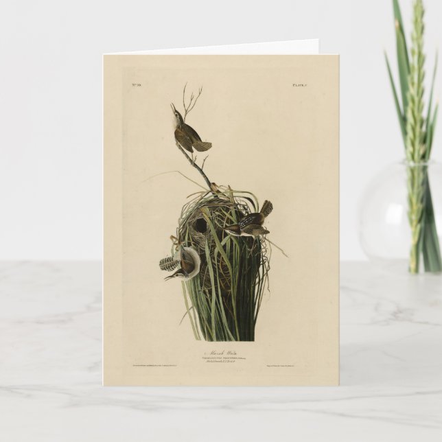 Marsh Wren from Audubon's Birds of America Card (Front)