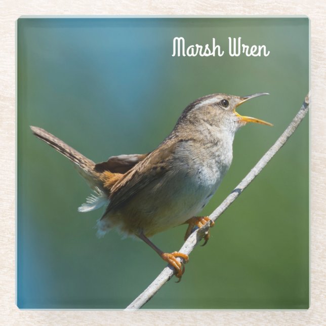 Marsh Wren Glass Coaster (Front)