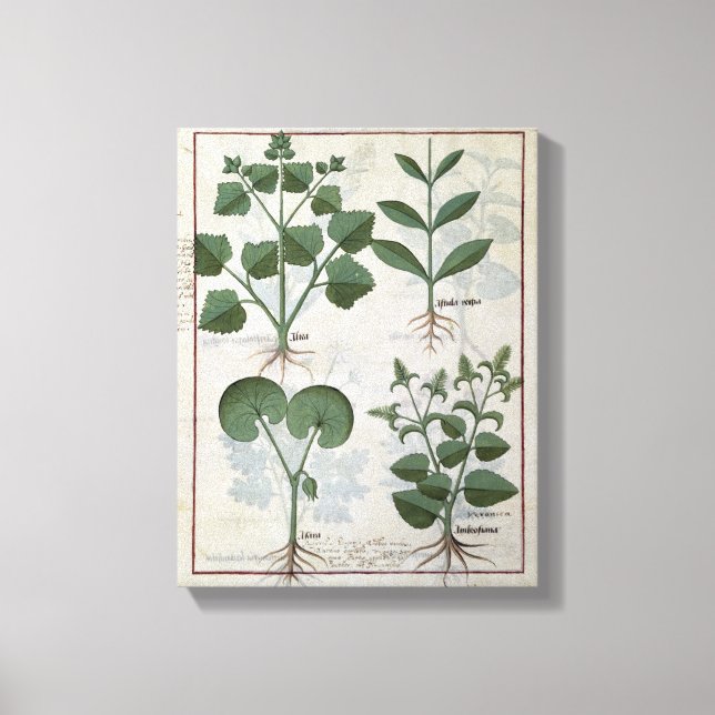 Marshmallow & Hastula Regia Asarabacca & Canvas Print (Front)