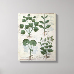 Marshmallow & Hastula Regia Asarabacca & Canvas Print