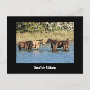 Marshy Tacky Ponies Postcard